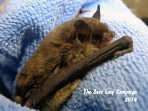 a photo of a gray bat