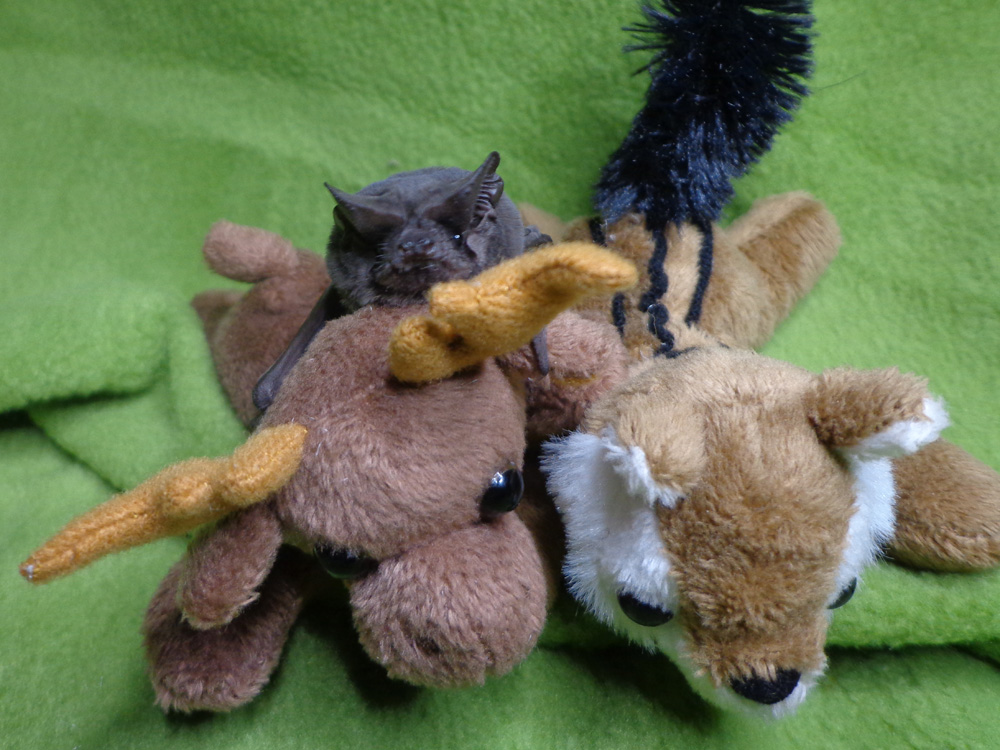 A photograph of Freda the bat with some stuffed animals
