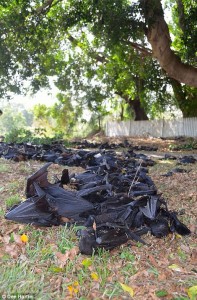 A photo of flying foxes that gied during a heat wave in Australia