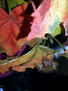 A photo of Gladys the bat hiding in leaves