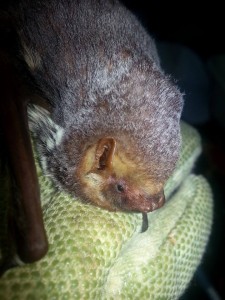 A photograph of an unusual looking bat, possibly a Seminole bat