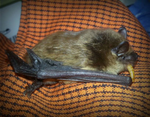 a photograph of a big brown bat eating a mealworm