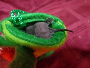 A photograph of a freetail bat in a miniature stocking with her tail sticking out.
