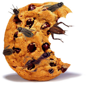 A photo of a cookie made with crickets!
