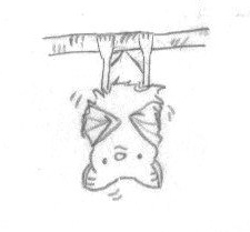 A cute drawing of a shivering bat