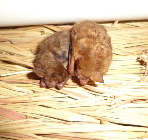 A photograph of two tri-colored bats, Fierce and Gladys, roosting together.