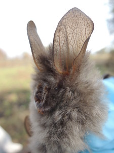 A photograph of a bat species with exceptionally lage ears, Nycteris hispida