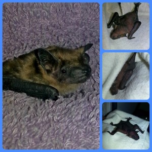 A collage of baby bats currently residing at Save Lucy headquarters.