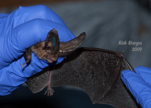 A photograph of a Virginia big ear bat taken during a research project