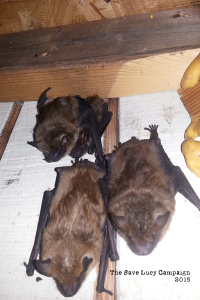 A photograph od juvenile and adult big brown bats in Save Lucy