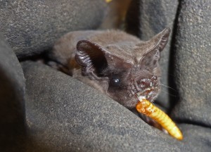 A photograph of Freda the freetail bat eating a mealworm