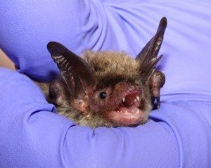 A photograph of a northern long eared bat