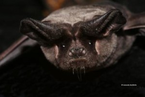 A lovely photo of a European free-tailed bat by Leonardo Ancillotto. You can see the original and learn more at eurobats.org.
