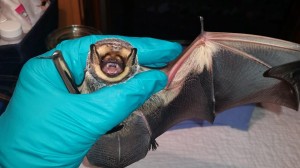 A photogra[h f a hoary bat rescued after hitting a wind turbone.