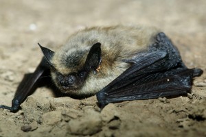 A lovely photo of a small-footed bat. We thank the Arizona Herp Society for the photo. Check out their flikr stream here