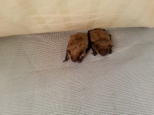 Two big brown bats that are using Save Lucy