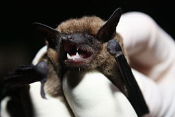 A photograph of an eastern small footed bat