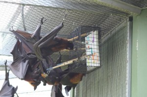 At Lubee Bat Conservancy, painting is a collaborative effort. Learn more about Lubee Bat Conservancy and their amazing bats here. 