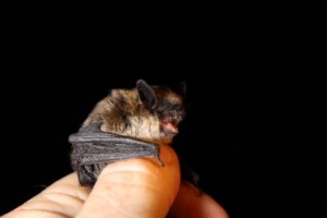 A photograph of an eastern small footed bat stiing on a researcher