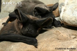 The beautiful faces of the European free tailed bat. Photo courtesy Arkive.org
