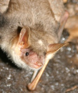 A lovely portrait of a European lesseer mouse-eared bat. Photo by Rodrigo Lopez Sandln.