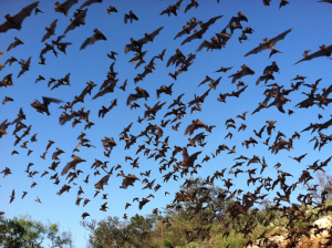 A photograph of Brazilian freetail bats navigating in a crowded space.