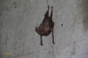 A photograph of a mother and baby lesser louse tailed bat