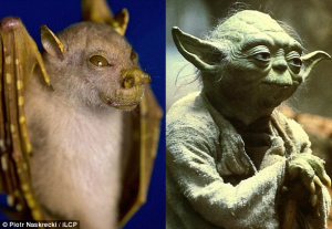 A photograph of the tube nosed "yoda bat