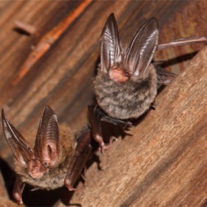 Some adorable Rafinesques big ear bats, by our friend Mylea Bayliss at Bat Conservation International. 