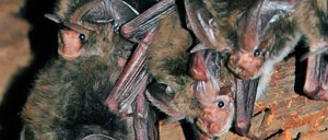 Rafinesques big ear bats can curl their ears back! Courtesy USFWS