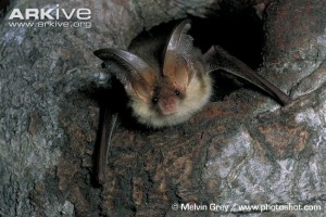 Brown long-eared bat. With thanks to Arkive.org.
