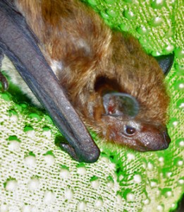 A photograph of an evening bat face