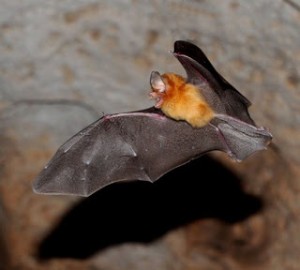 A Hispaniolian funnel eared bat flying in a cave. 