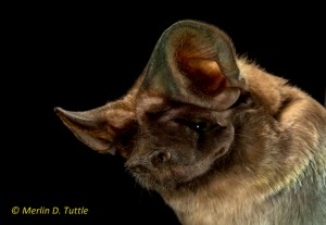An endangered Florida Bonneted Bat. Amazing photo courtesy of Merlin Tuttle