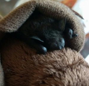 A photograph of evening bat named Shroom wrapped in a stuffed bat momma.
