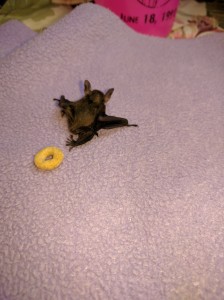 A photograph of tricolored bat pup Harold with a cheerio to show how small he was.