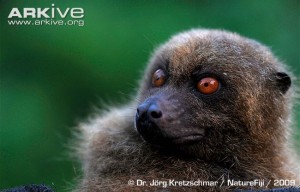 A photograph f a Fijian monkey-faced bat