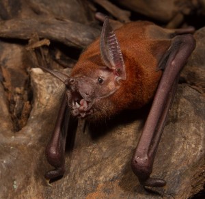 A lovely photograph of a greater bulldog bat