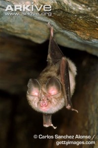 A photgraph of a Mediterranean horseshoe bat