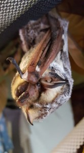a photograph of lacy the hoary bat