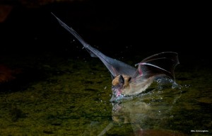 A big brown bat getting a drink of water. As you can see, they need nice flat, open water sources. This spectacular image is from Vassar University. 
