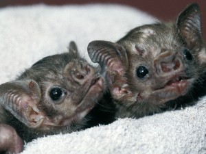 A photograph of two ypoung white winged vampire bats.
