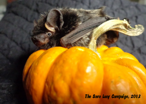 A photograph of a silver-haired bat sitting on a mini pumpkin