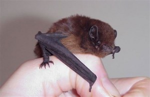A photograph of a long-tailed bat from New Zealand. 
