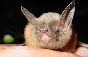 A photograph of a short-tailed bat.