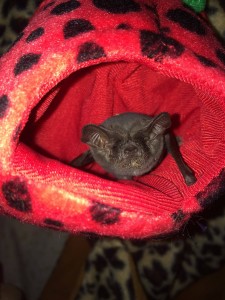 a photo of Freda the freetail bat