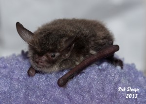 A photograph of a cute northern long-eared bat