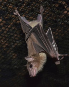 A photograph of an Egyptian fruit bat named PeekABoo, who lives at Bat World Sanctuary.