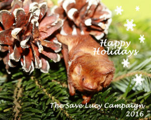 A holiday card featuring a red bat from the Save Lucy Campaign