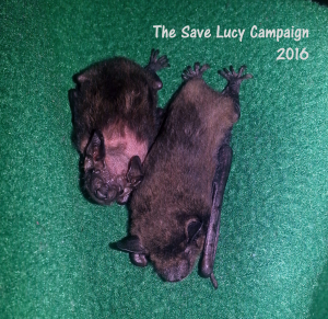 A pohto of Evening bat orphans Wiggles and Shroom nestled together .